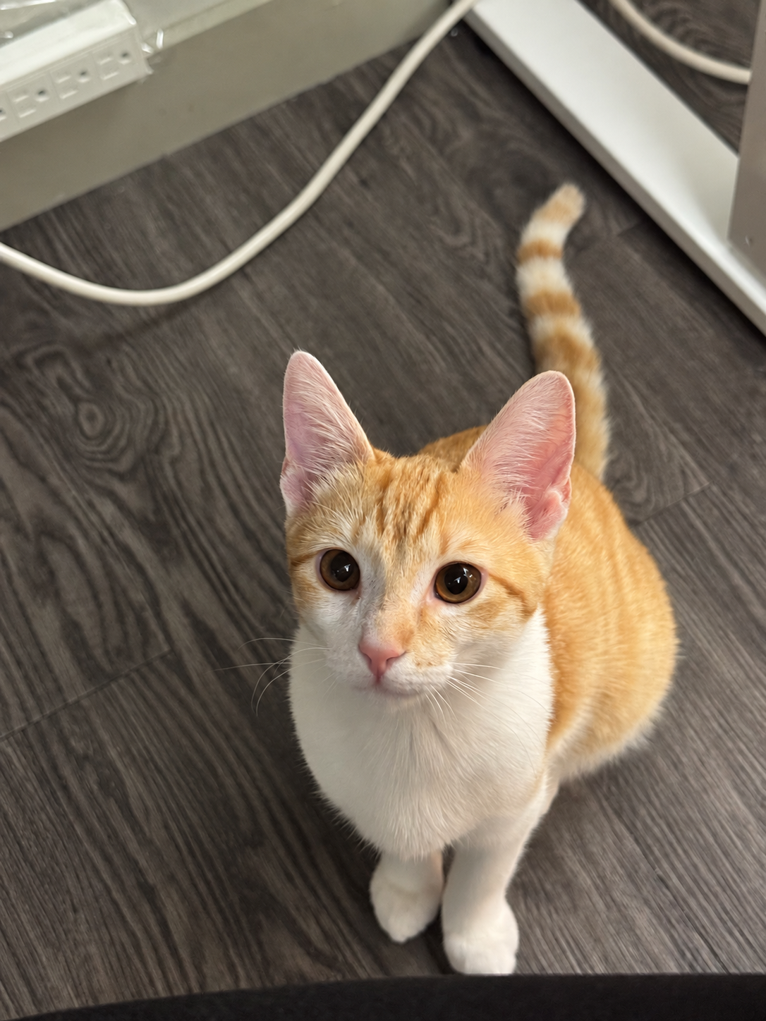 Latte looking up at the camera